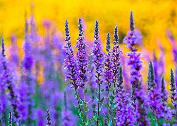 《毁灭全明星》开发商Lucid Games在利物浦开设新办公室