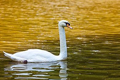 《月光石岛》6月19日登陆NS Steam获特别好评