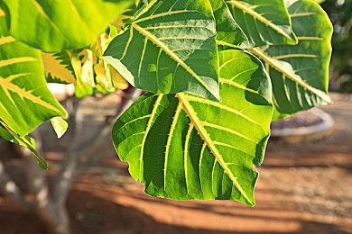 新版Steam商店页现已推出 搜索栏更为智能